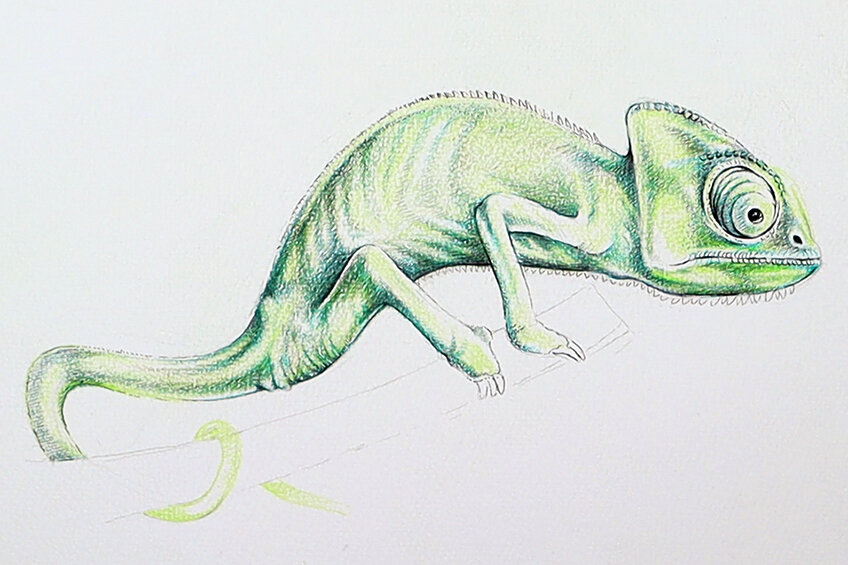 chameleon drawing 27