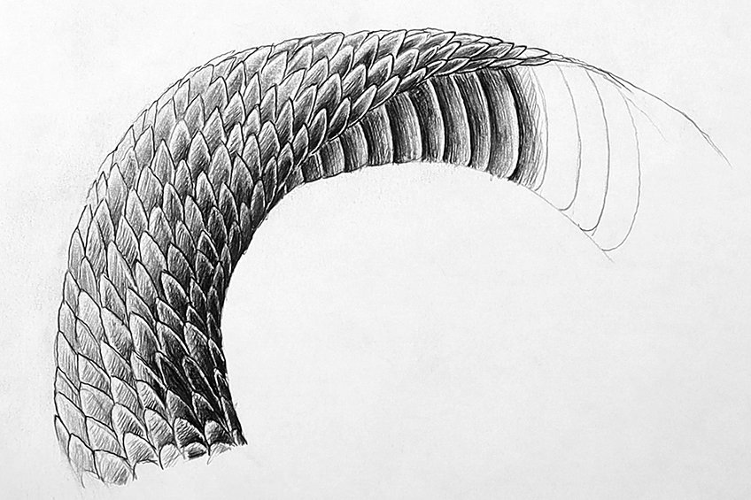 how to draw snake skin