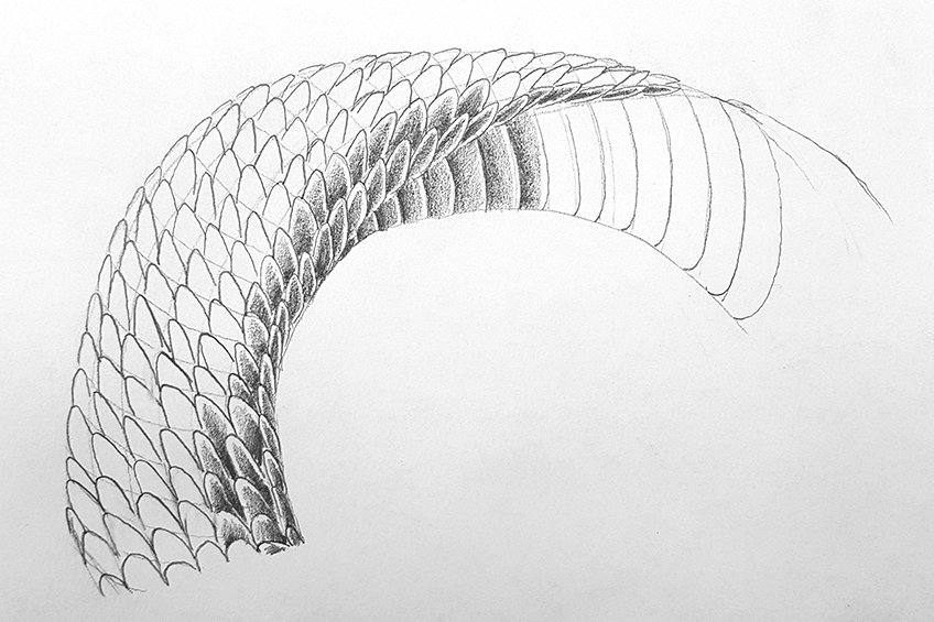 snake skin drawing 17