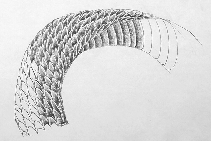 snake skin drawing 18
