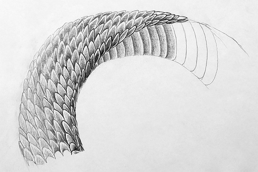 snake skin drawing 19