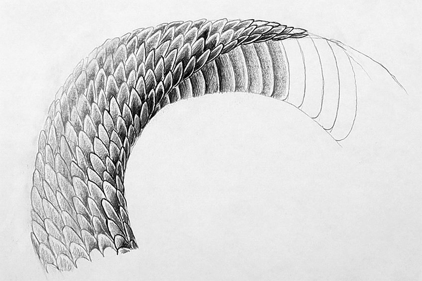 snake skin drawing 20