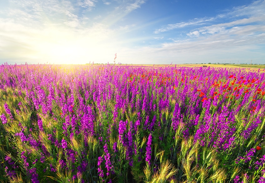 violet rainbow colors