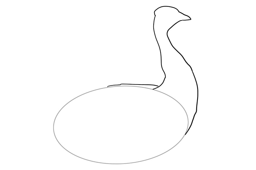 Draw a Peacock Step 2