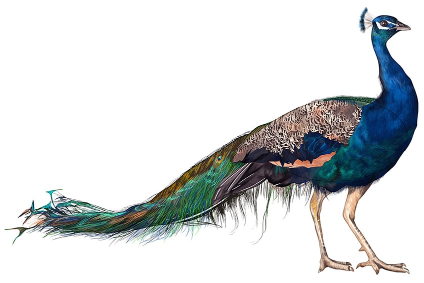Easy Peacock Drawing Step 14