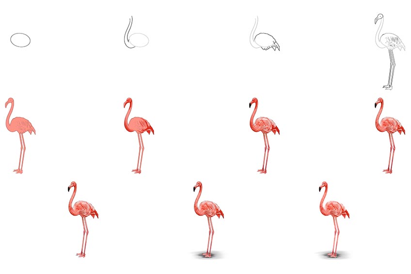 flamingos drawings