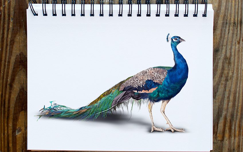 how to draw a peacock feather
