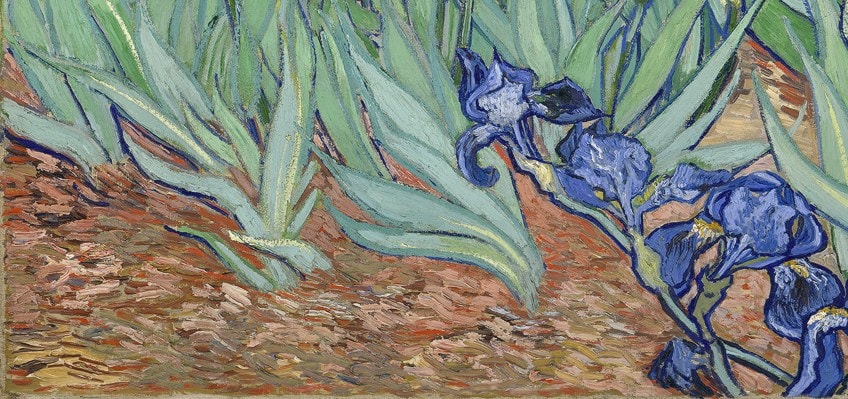 Irises Painting Close-Up