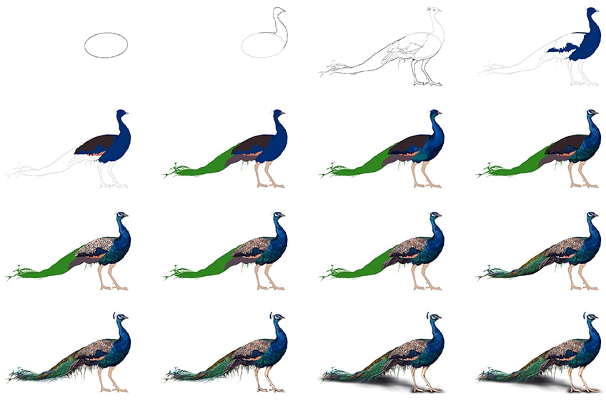 How to Draw a Peacock - Easy Drawing Art