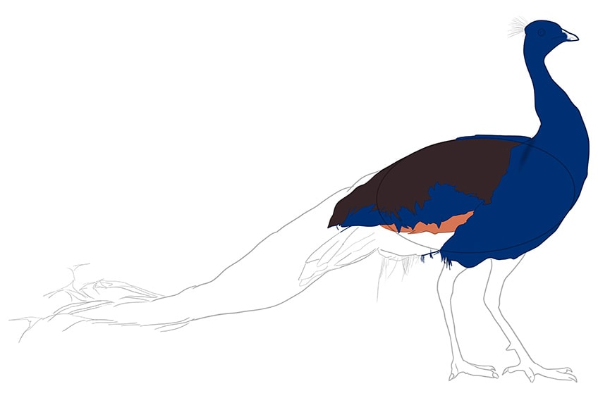 Peacock Drawing Step 5