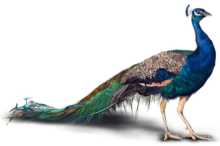 Realistic Peacock Sketch Step 16