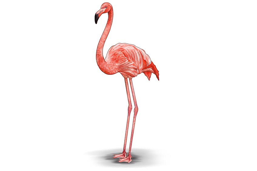 Step 10 Flamingo Sketch