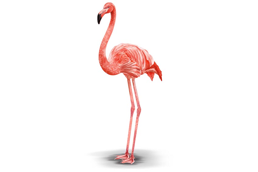 Step 11 Flamingo Illustration