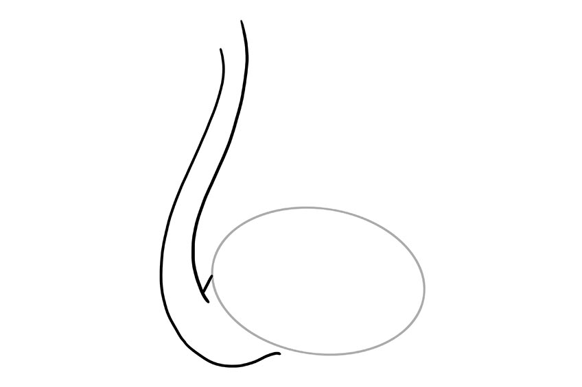 Step 2 Easy to Draw Flamingo