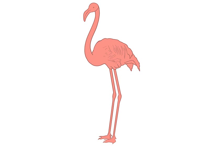 Step 5 Flamingo Drawing