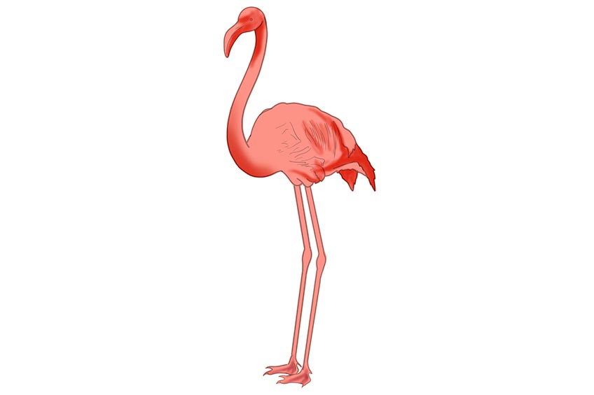 Step 6 Flamingo Sketch