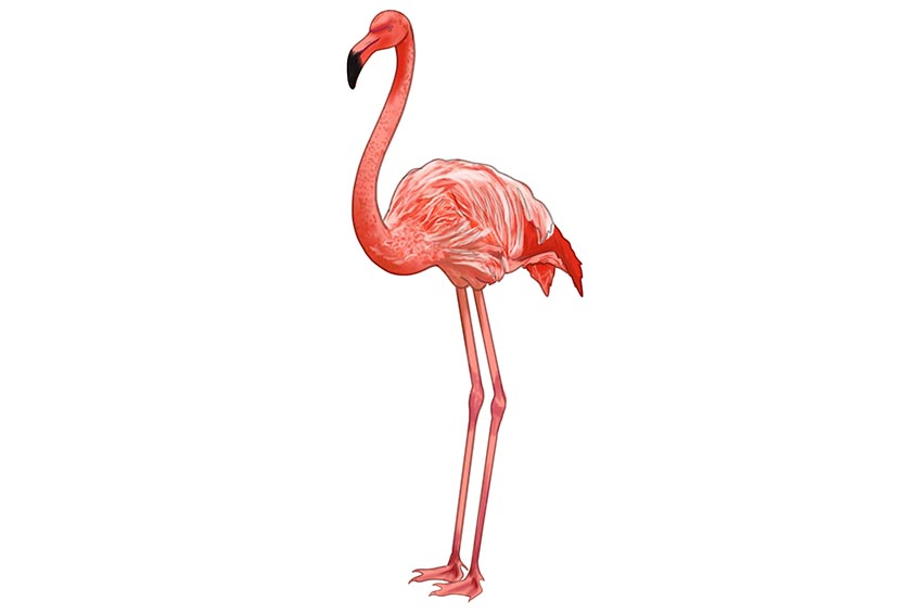Step 7 Flamingo Illustration