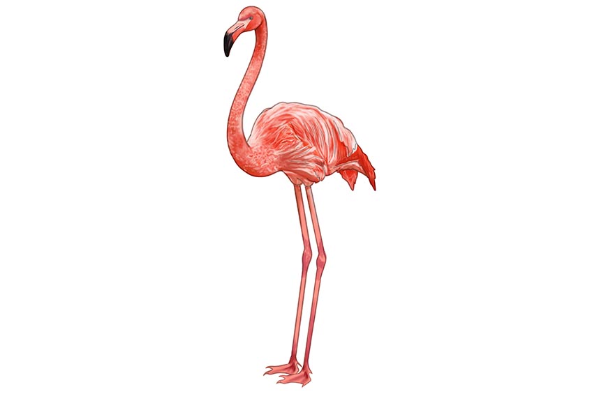 Step 8 Easy to Draw Flamingo