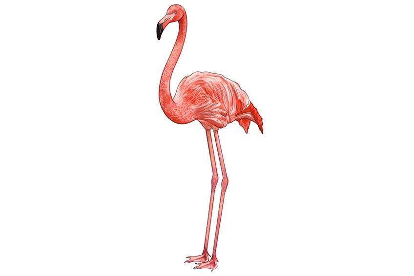 Step 9 Flamingo Drawing