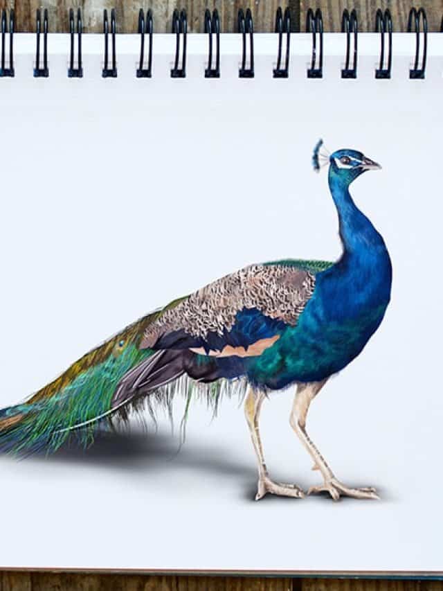 Peacock Color Drawings for Sale - Fine Art America