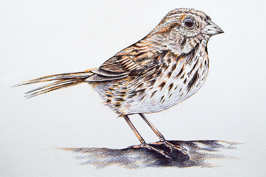 drawing of a sparrow