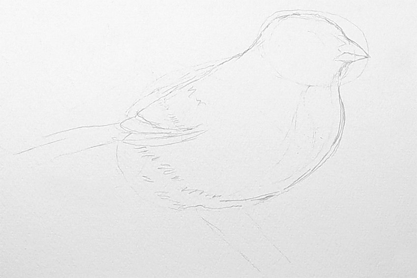 Premium Vector | Hand drawn sketch sparrow bird illustration