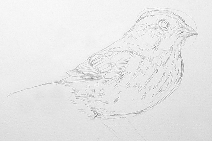 sparrow drawing 08