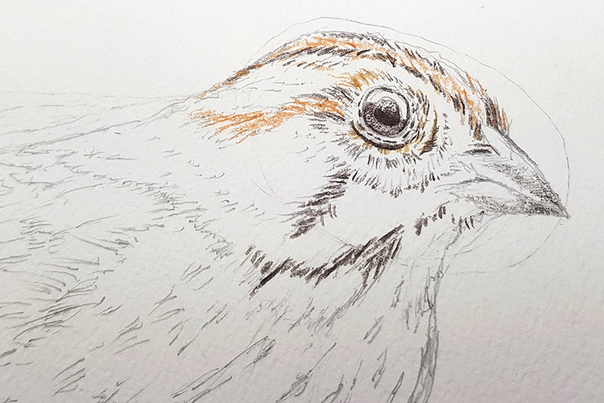 sparrow drawing 11