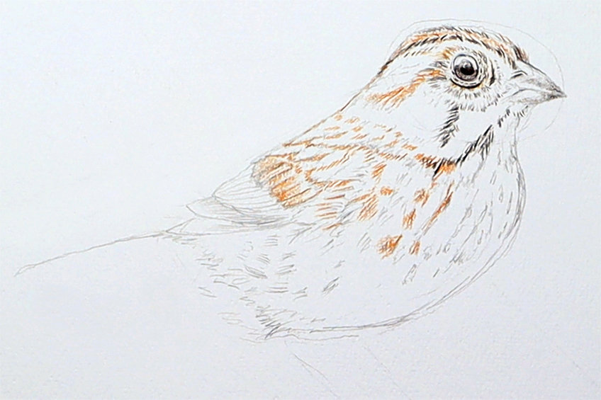 sparrow drawing 12