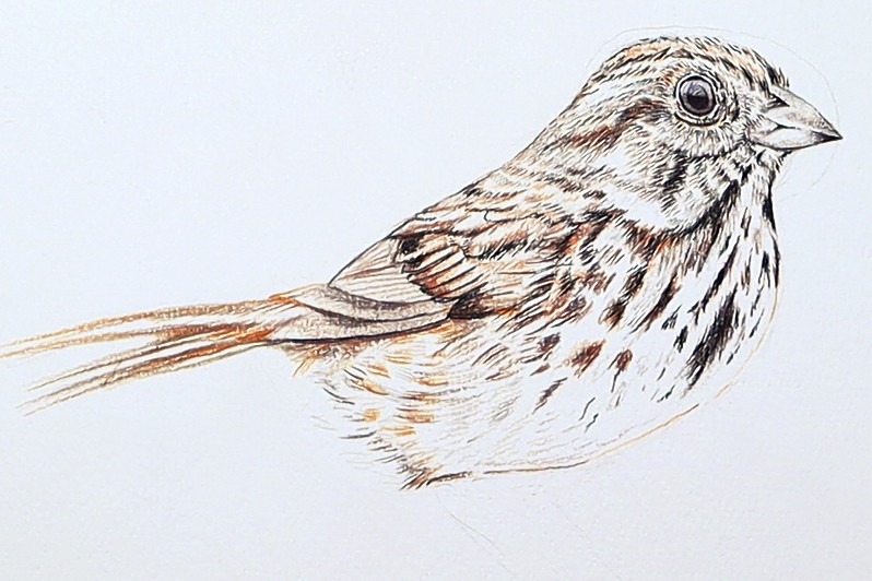 sparrow drawing 18