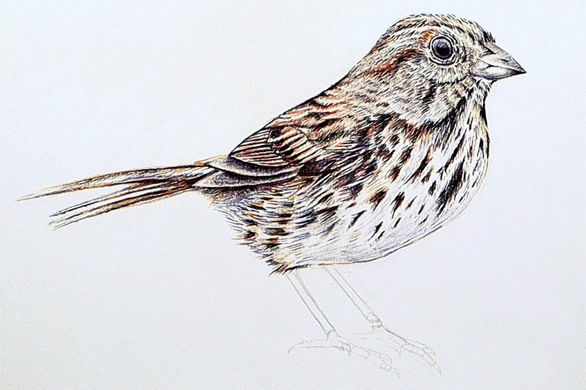 sparrow drawing 22