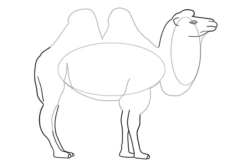 Camel Drawing 03