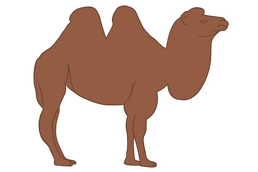 Camel Drawing 04