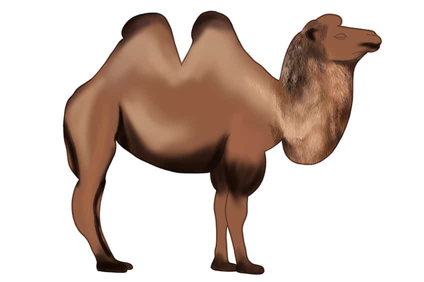 Camel Drawing 06