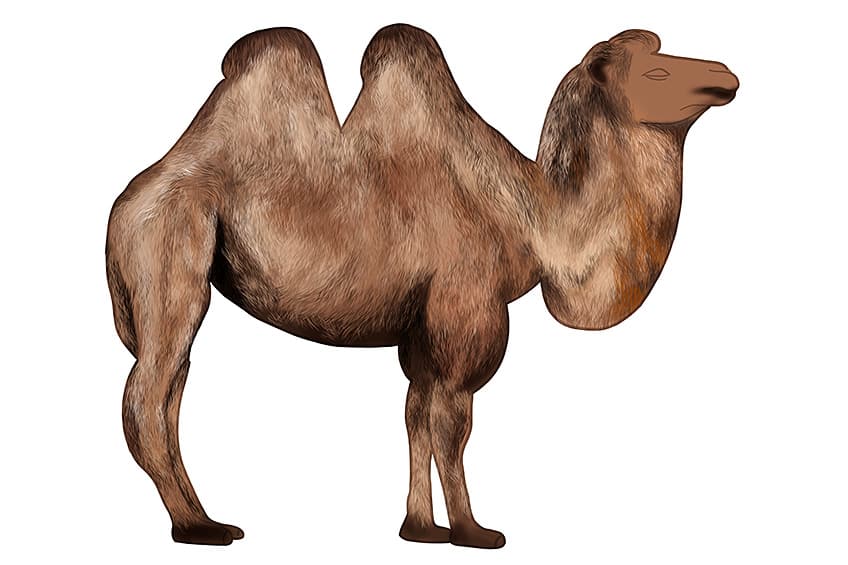 Camel Drawing 07