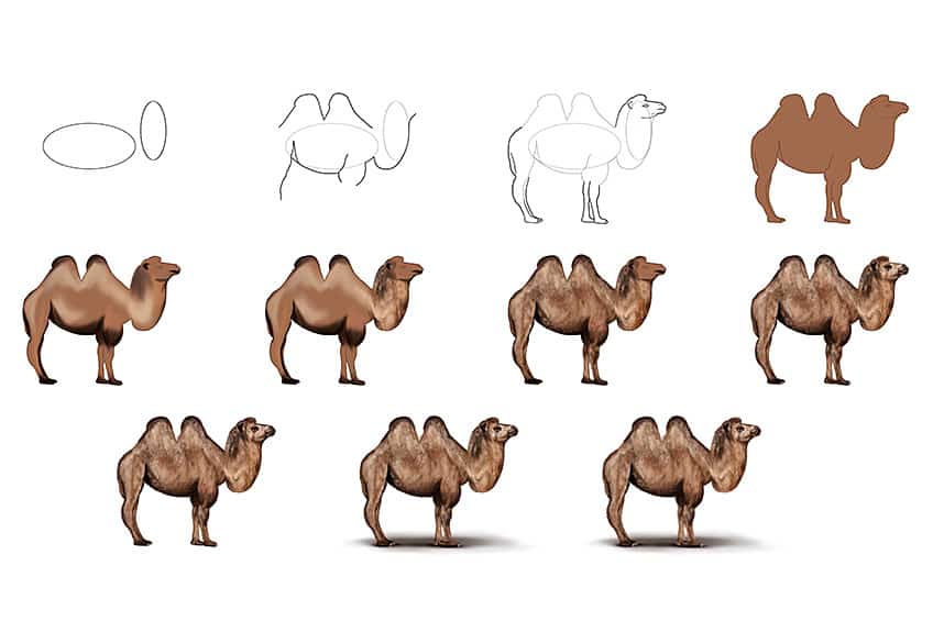 Camel caravan desert animal line icon Royalty Free Vector