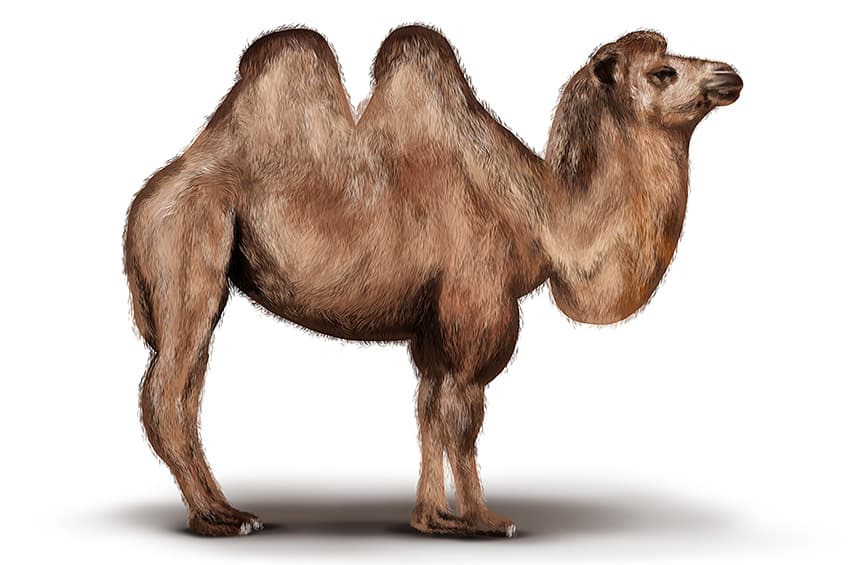 Camel Illustration 11
