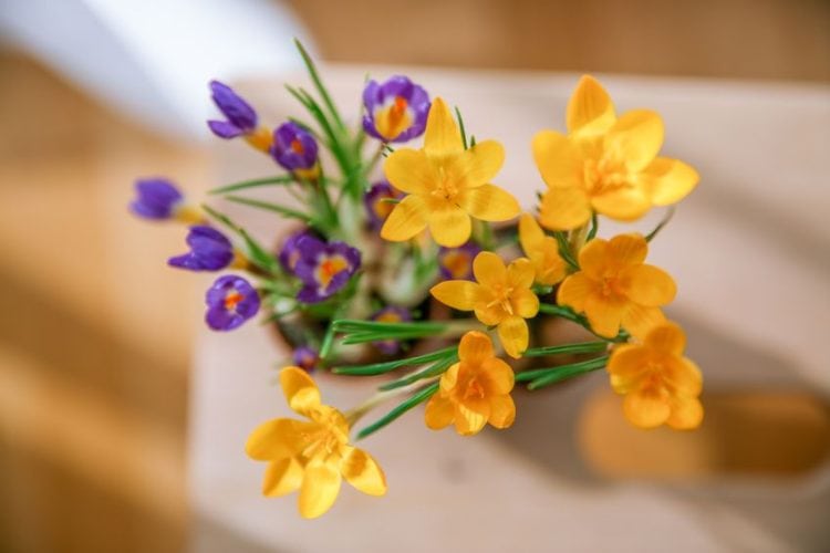 What Color Goes With Yellow? Best Color Combination for Yellow