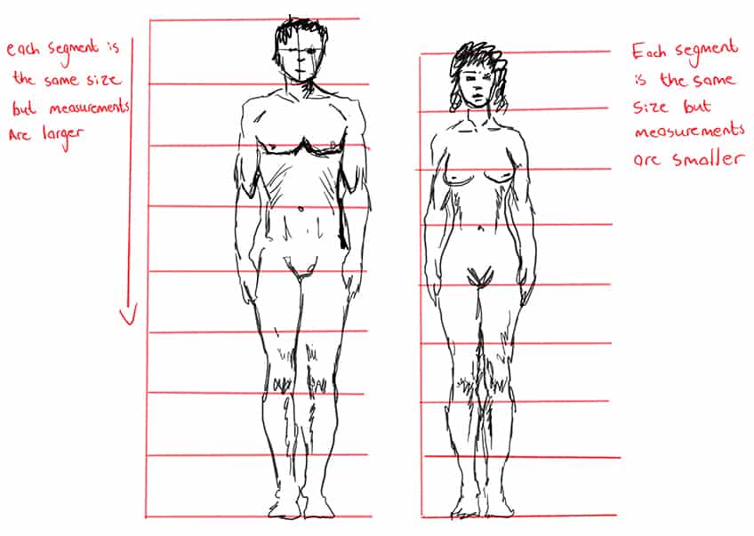 anime body anatomy
