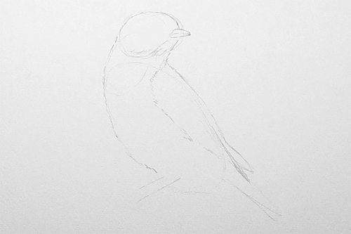How to Draw a Bluebird - A Bright and Fun Drawing Tutorial