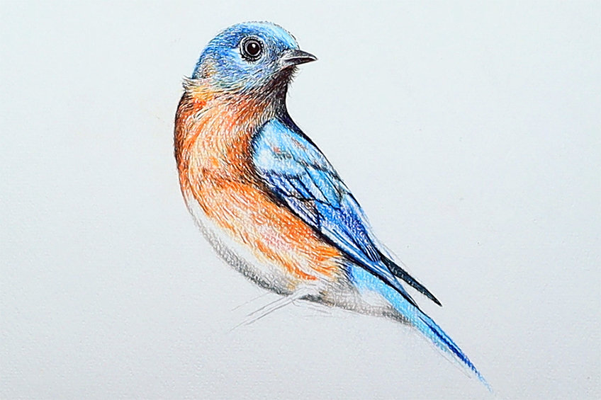 bluebird drawing 26