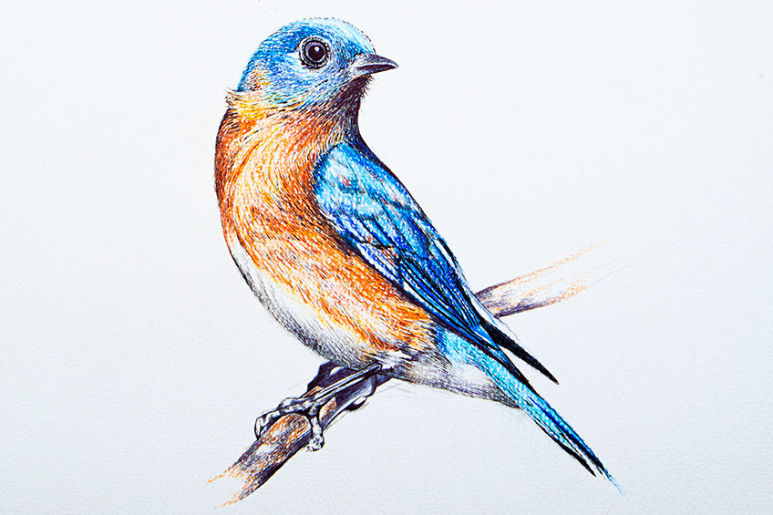 bluebird drawing