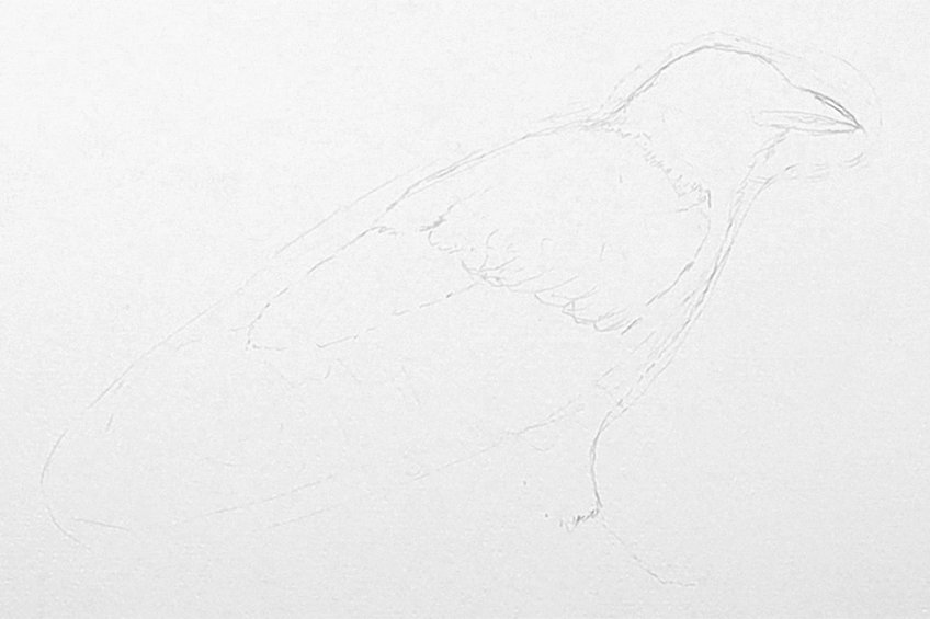 crow drawing 02