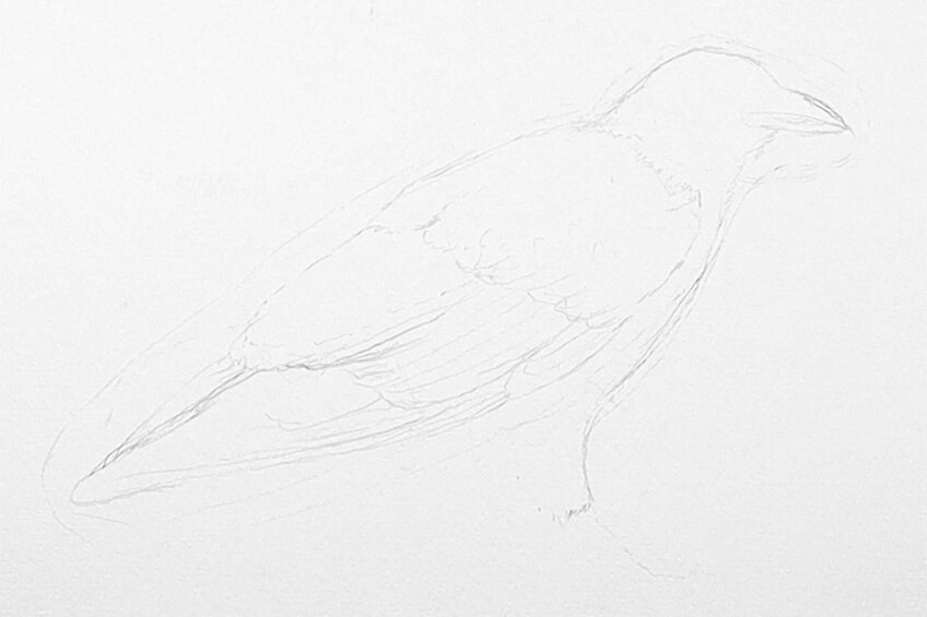 crow drawing 03