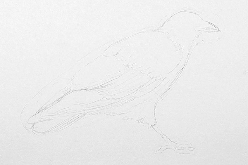 crow drawing 04