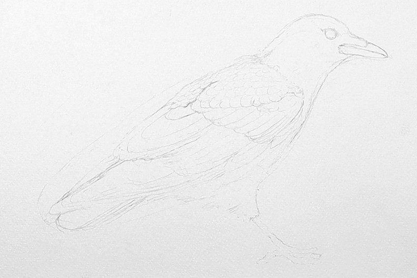 crow drawing 06
