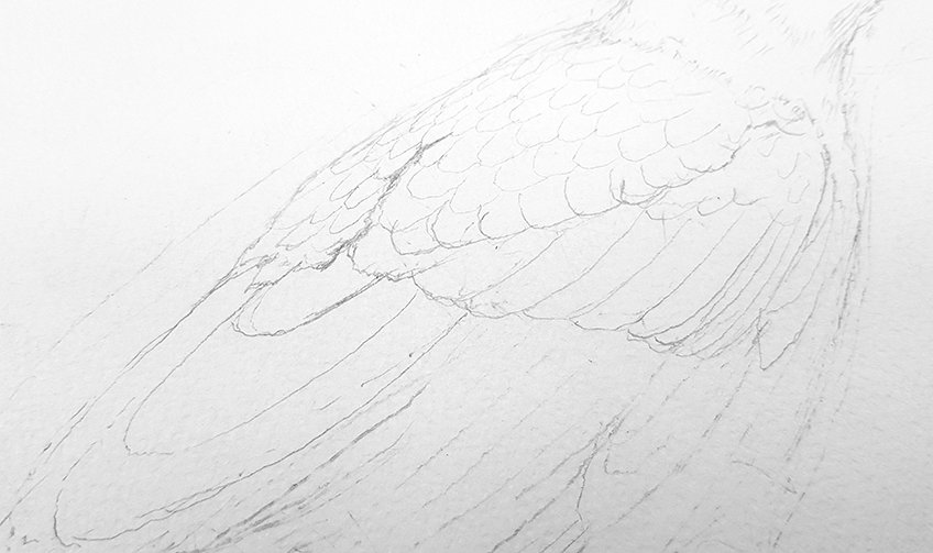 crow drawing 10