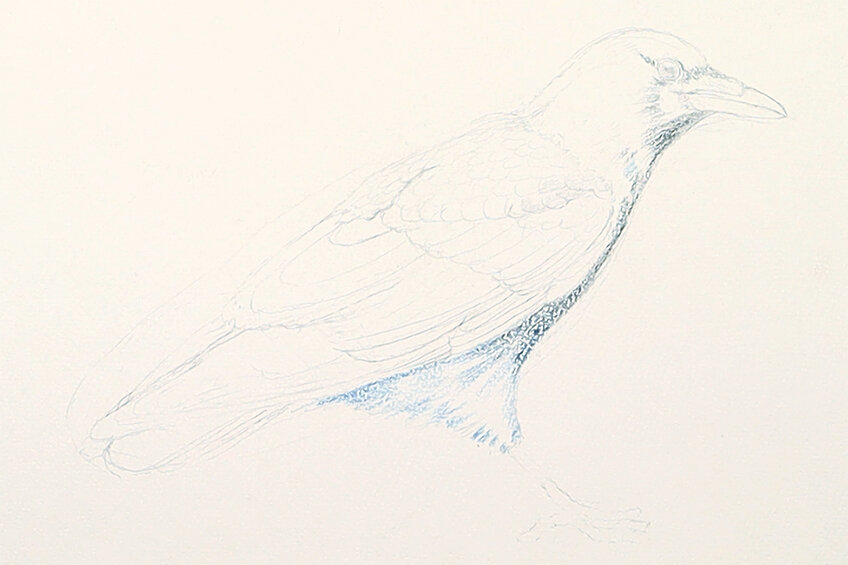 crow drawing 12