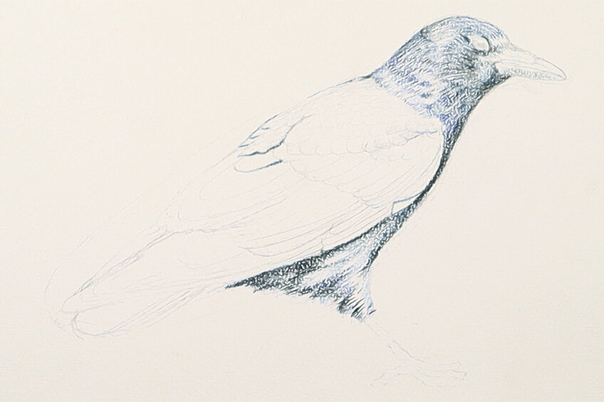 crow drawing 14