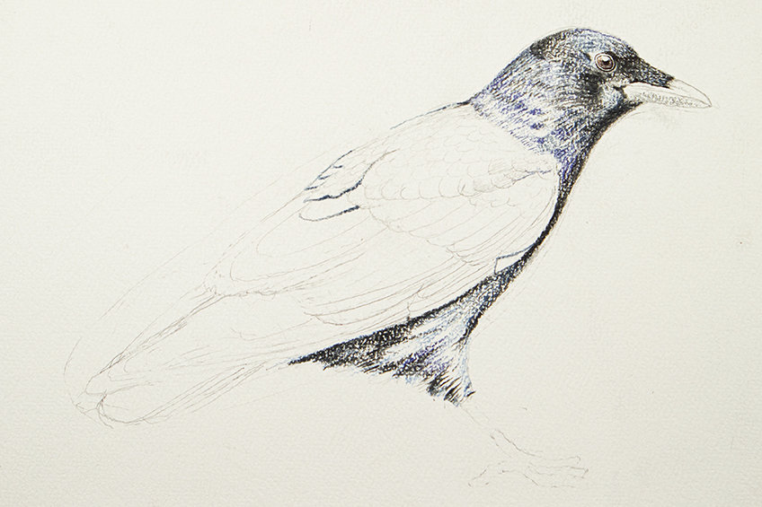 crow drawing 17